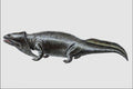684091 Diplocaulus, Amphibian, Permian A4 Photo Print