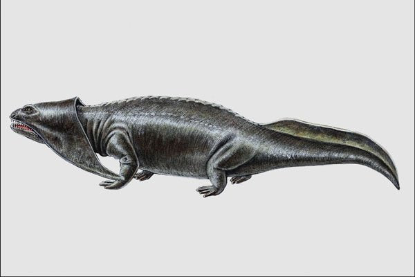 684091 Diplocaulus, Amphibian, Permian A4 Photo Print
