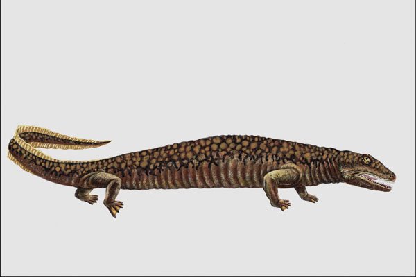 684092 Eogyrinus, Amphibian, Carboniferous A4 Photo Print
