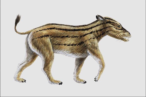684093 Thomashuxleya, Mammal, Eocene A4 Photo Print