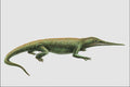 684094 Aphaneramma, Amphibian, Triassic A4 Photo Print
