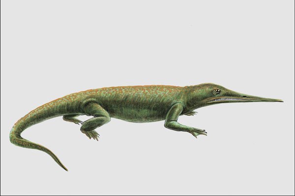 684094 Aphaneramma, Amphibian, Triassic A4 Photo Print