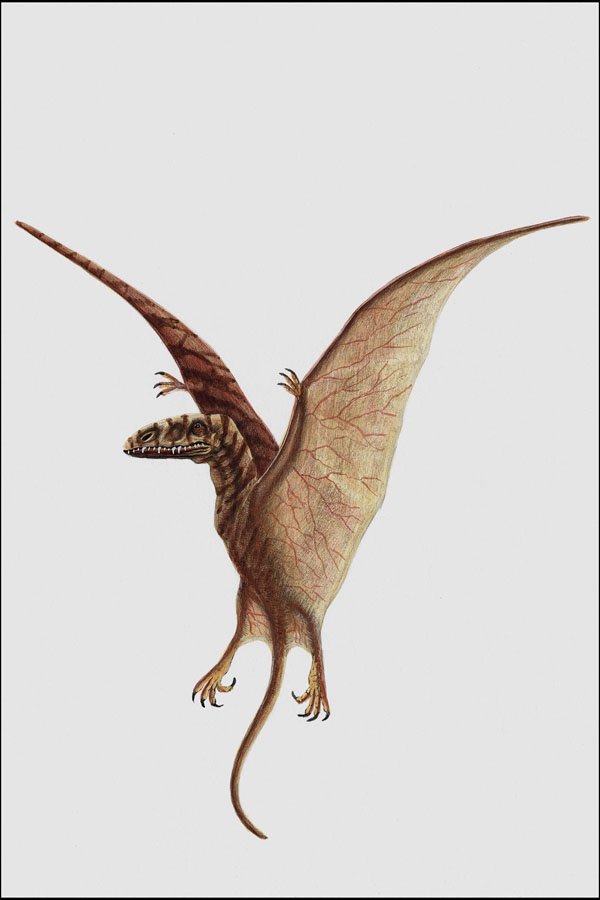 684095 Dimorphodon, Reptile, Jurassic And Cretaceous A4 Photo Print