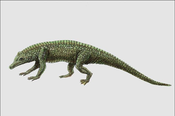 684096 Protosuchus, Reptile, Triassic A4 Photo Print