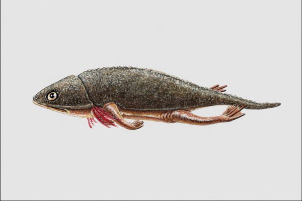 684097 Gerrothorax, Amphibian, Triassic A4 Photo Print