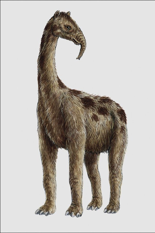 684098 Macrauchenia, Mammal, Pleistocene A4 Photo Print