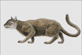 684099 Dinictis, Mammal, Oligocene A4 Photo Print