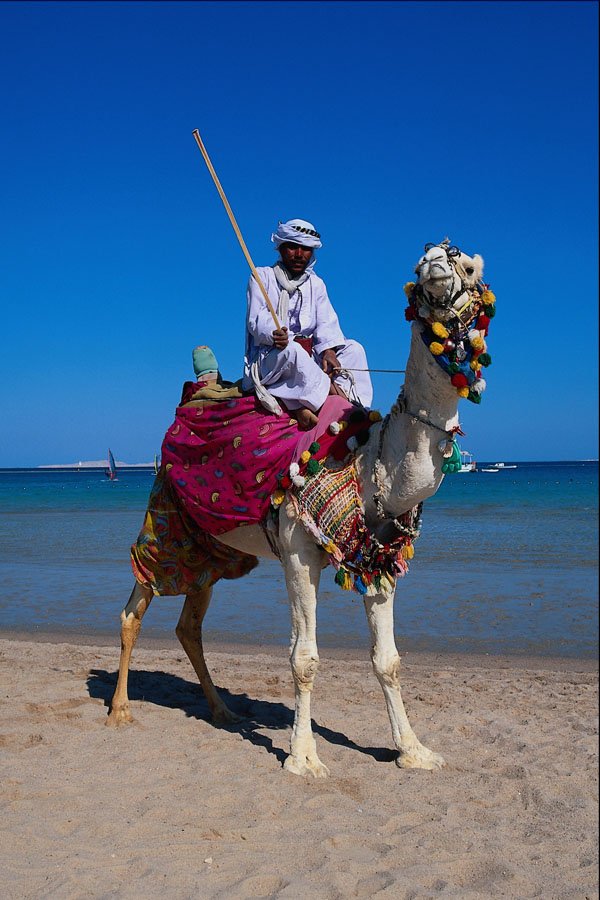 685066 Local And Camel, Hurghada, Egypt A4 Photo Print