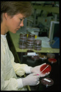 686012 Technician Taking A Culture A4 Photo Print