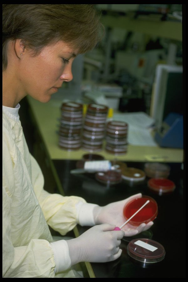686012 Technician Taking A Culture A4 Photo Print
