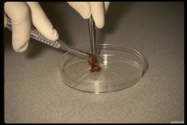 686038 Lab Technician Sectioning Fetal Tissue Sample A4 Photo Print