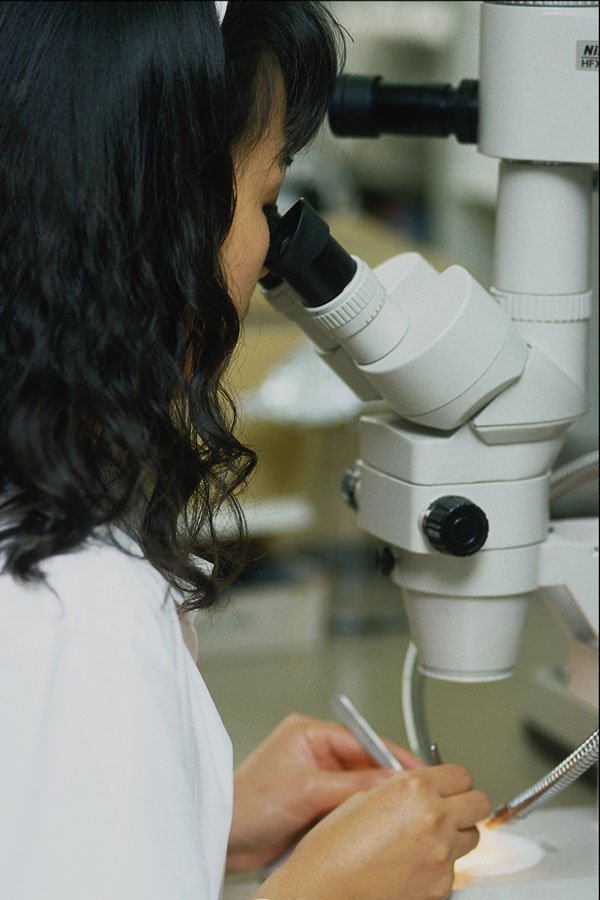 686060 Technician At Microscope A4 Photo Print