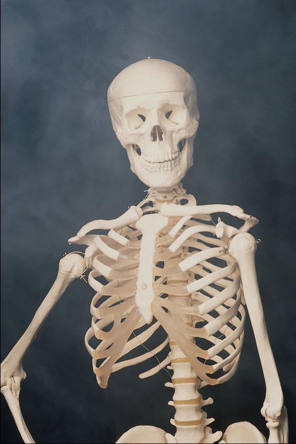 686071 Skeleton A4 Photo Print