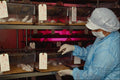 686077 Pharmaceutical Research A4 Photo Print