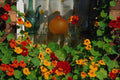 687002 Nasturtiums With Glass Bottles A4 Photo Print