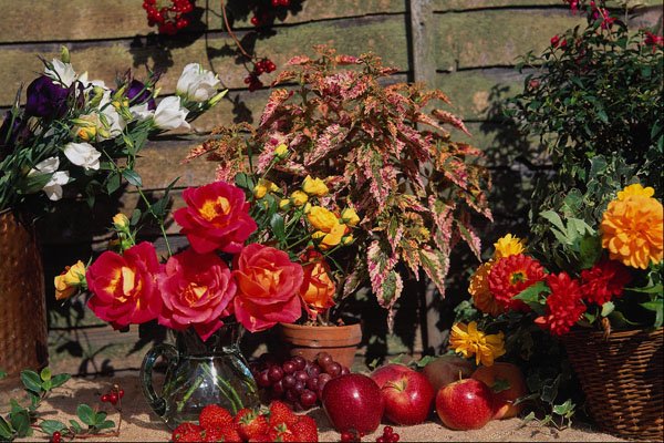687003 Peonies, Dahlias, Coleus A4 Photo Print