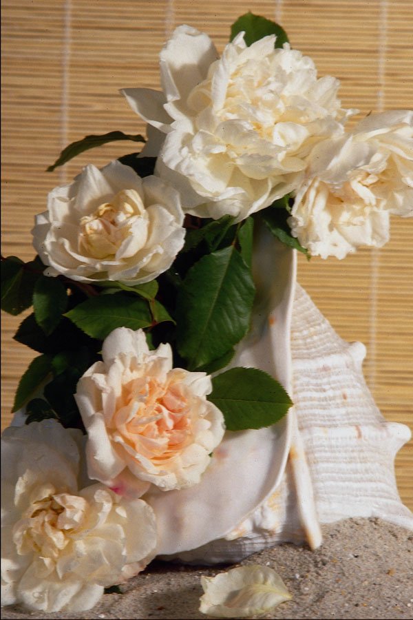 687004 White Roses And Shell A4 Photo Print