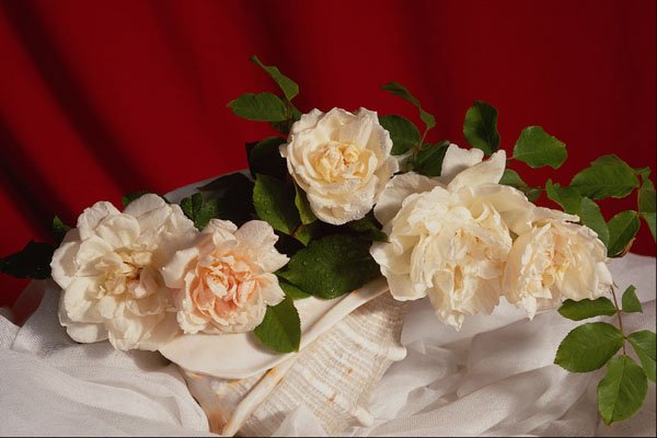 687008 White Roses A4 Photo Print