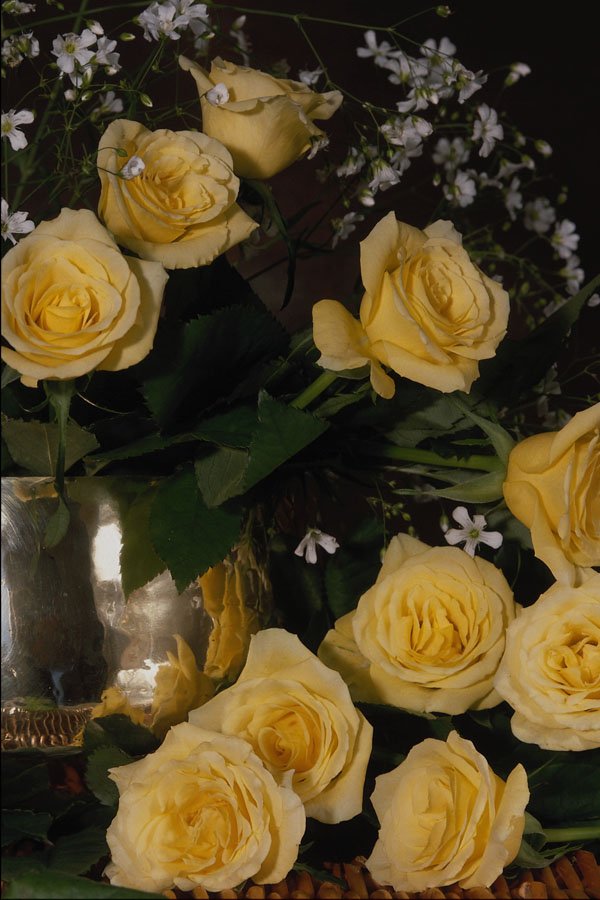 687009 Yellow Roses A4 Photo Print