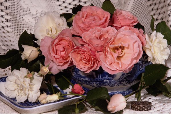 687010 Pink And White Roses A4 Photo Print