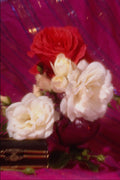 687011 Red And White Roses A4 Photo Print
