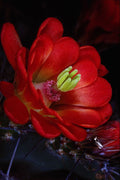 687013 Claret Cup Cactus (Echinocereus Triglochidiatus) A4 Photo Print