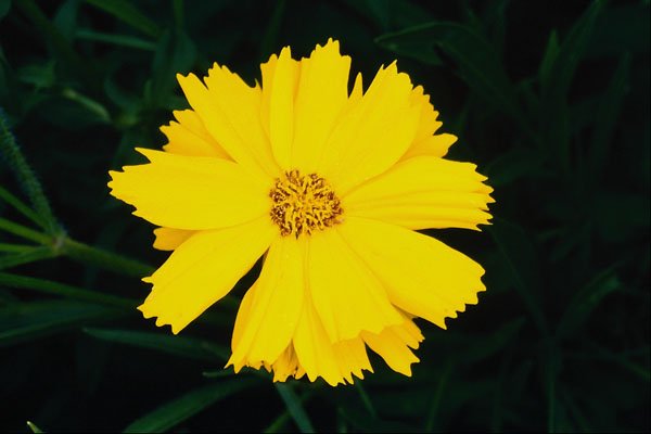 687014 Tickseed (Coreopsis Verticillitata) A4 Photo Print