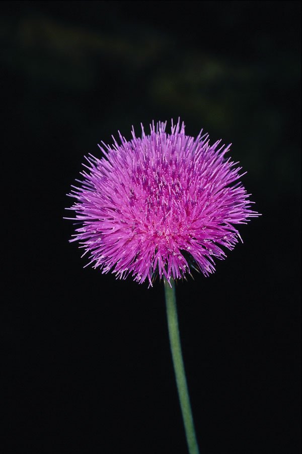 687015 Texas Thistle (Cirsium Texanum) A4 Photo Print