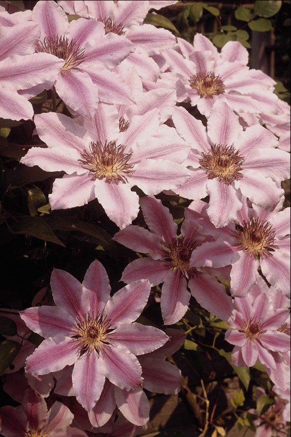 687016 Clematis A4 Photo Print
