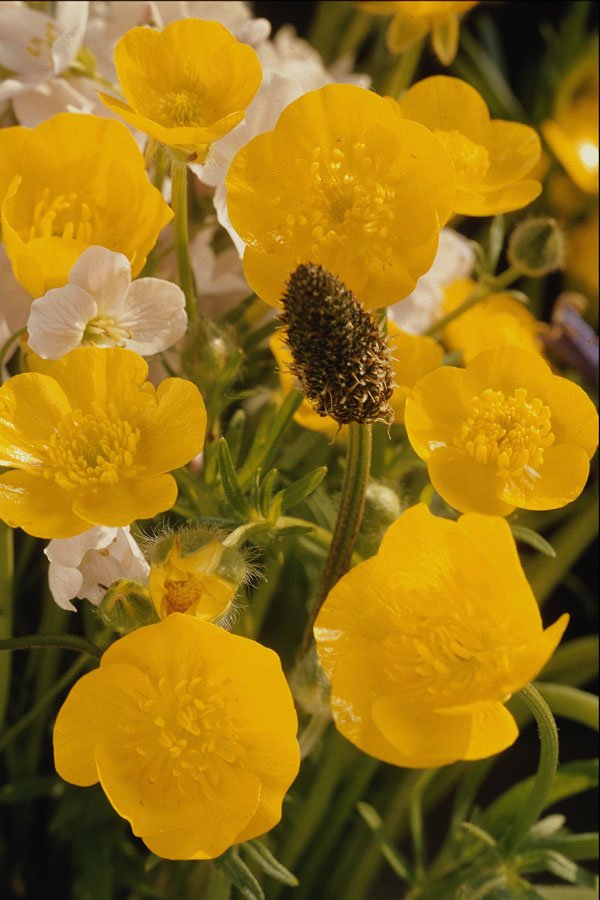 687018 Buttercups And Grass Head A4 Photo Print
