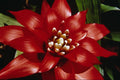687019 Bromeliad A4 Photo Print