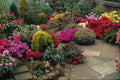 687020 Multicolored Garden With Path A4 Photo Print