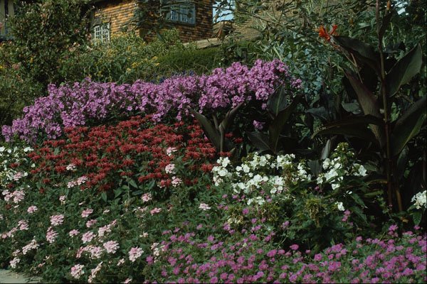 687024 Phlox, Monarda, Canna, Geranium A4 Photo Print