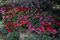 687025 Pelargonium Bed A4 Photo Print