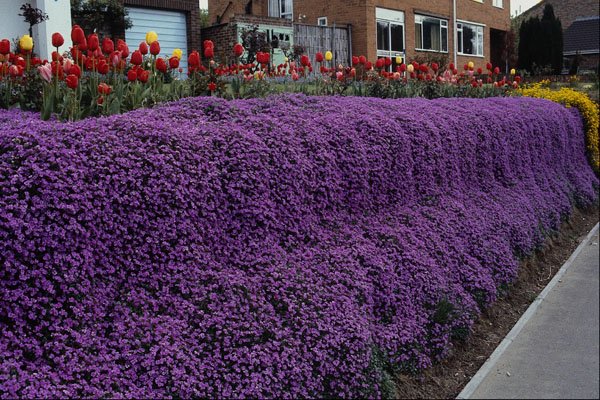 687026 Aubreitta Bank With Alyssum Saxatile And Tulips A4 Photo Print