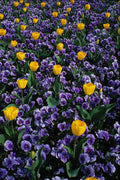 687027 Tulips And Violas A4 Photo Print