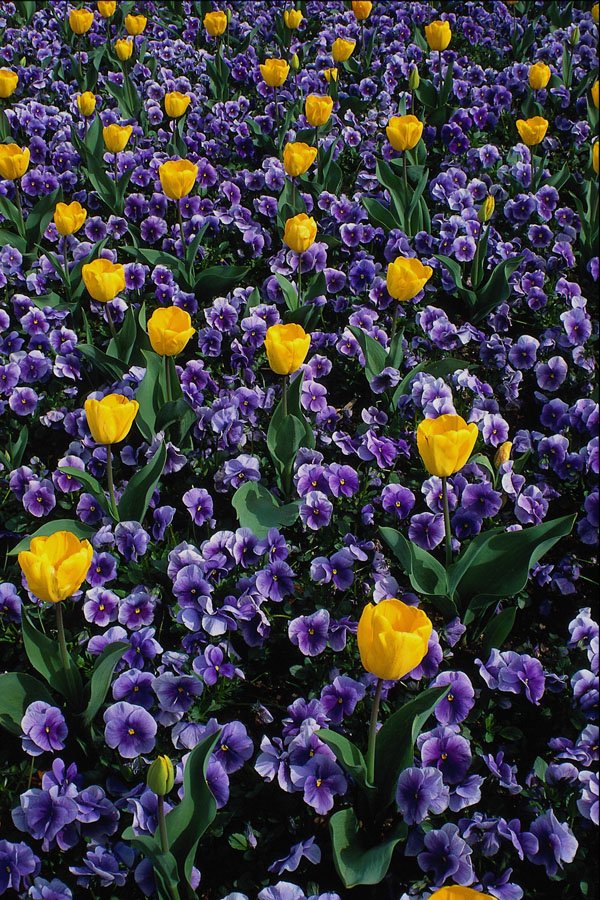 687027 Tulips And Violas A4 Photo Print