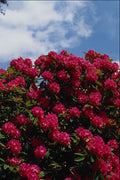 687028 Rhododendron A4 Photo Print