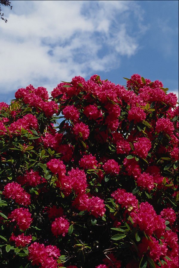 687028 Rhododendron A4 Photo Print