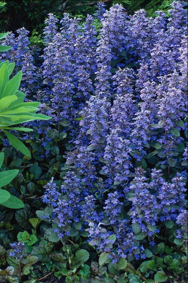 687029 Ajuga Reptans Bugleweed A4 Photo Print