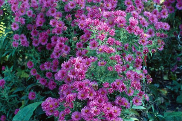 687030 Aster Novae angliae Alma Potchke , New England Aster A4 Photo Print