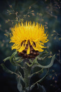 687031 Centaurea Macroephala, Globe Knapweed A4 Photo Print