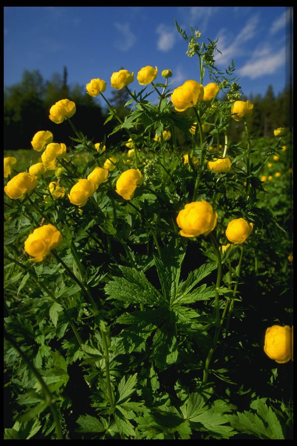 687032 Kullero , Provincial Flower Of Lapland A4 Photo Print