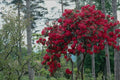 687033 Rhododendron Bush, Nymans Gardens, England A4 Photo Print