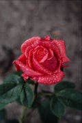 687034 Rose, Shropshire Garden, After Rain A4 Photo Print