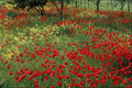 687035 Skiathos, Greece A4 Photo Print