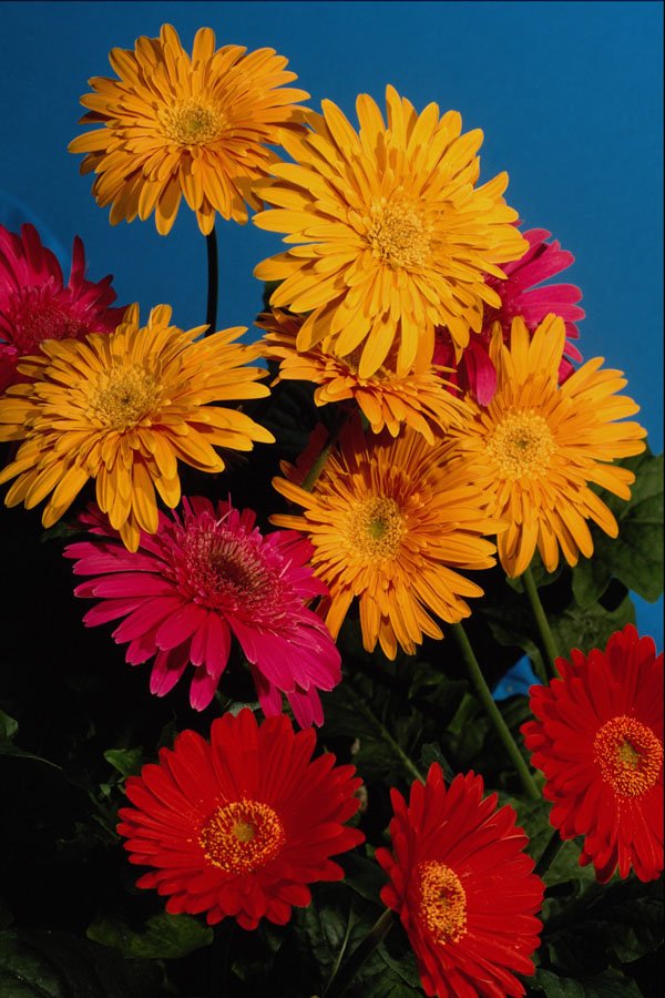687036 Flowers, Gerbera Daisies A4 Photo Print
