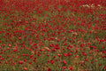 687042 Red Poppy Field, Portugal A4 Photo Print