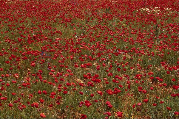 687042 Red Poppy Field, Portugal A4 Photo Print