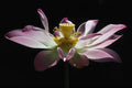 687044 Lotus Flower A4 Photo Print